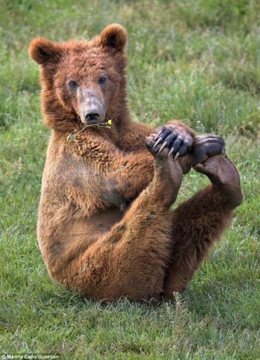 bear_yoga